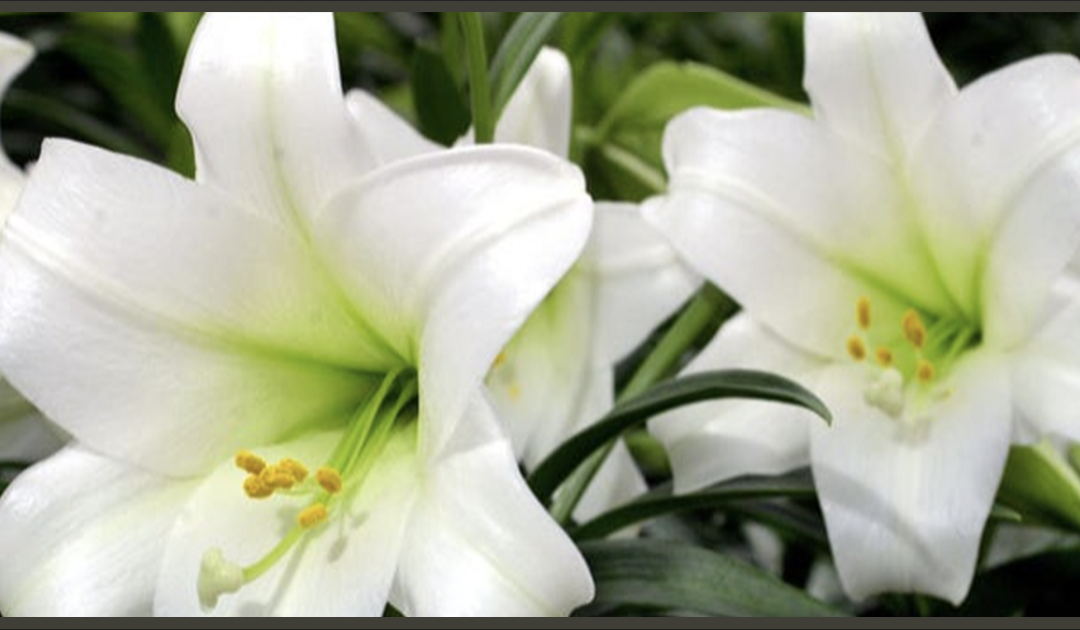 Easter Flowers Donation